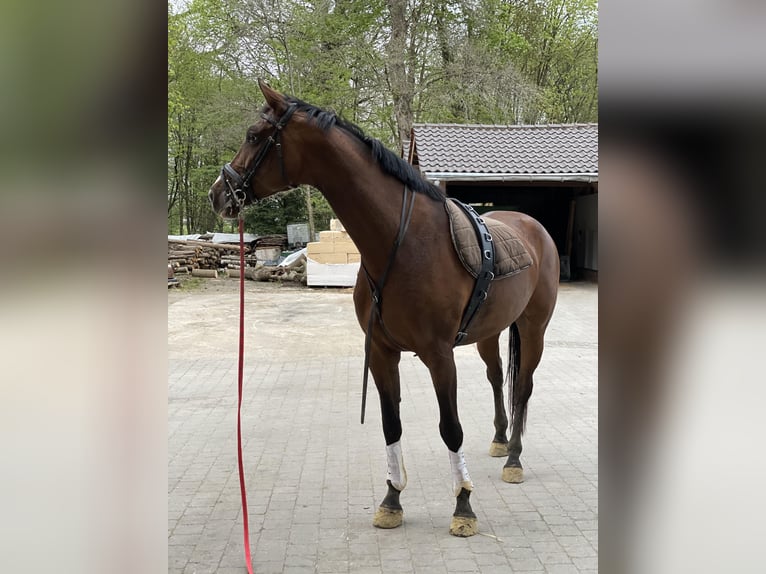 Koń reński Klacz 12 lat 176 cm Gniada in Mülheim an der Ruhr