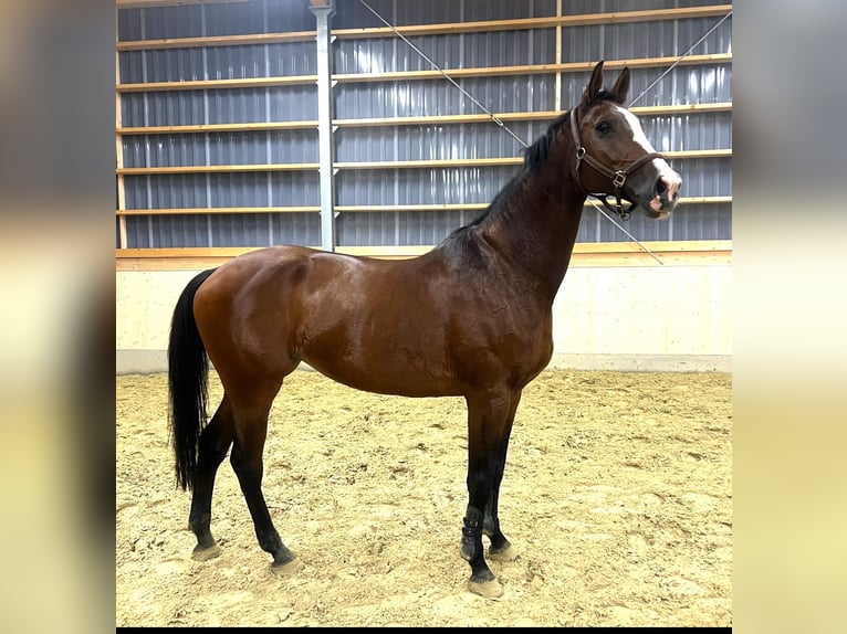 Koń reński Klacz 12 lat 180 cm Gniada in Mülheim an der Ruhr