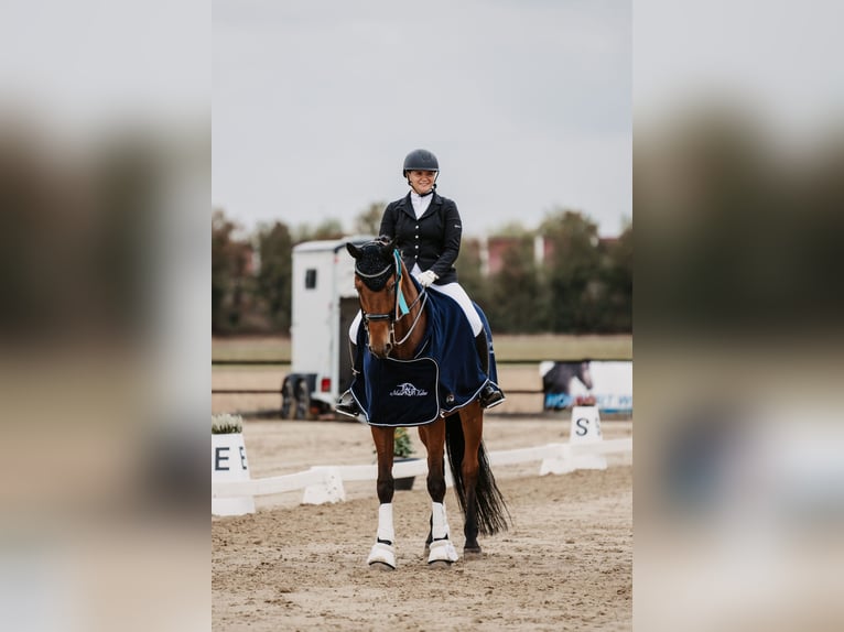 Koń reński Klacz 12 lat 180 cm Gniada in D&#xFC;ren