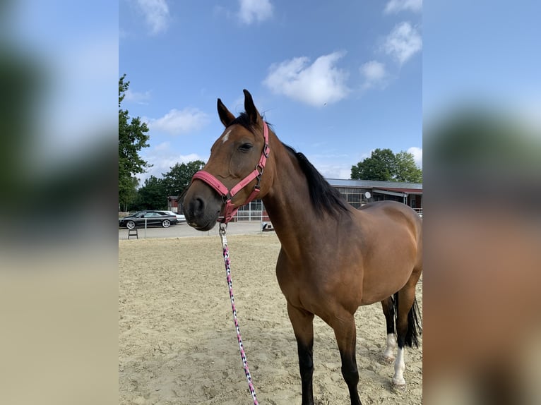 Koń reński Klacz 13 lat 164 cm Gniada in Dülmen