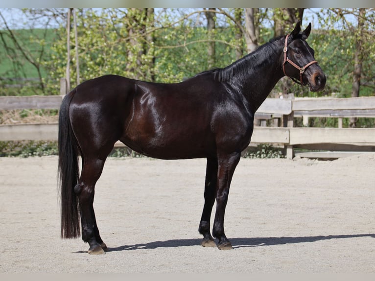 Koń reński Klacz 13 lat 165 cm Skarogniada in Taufkirchen