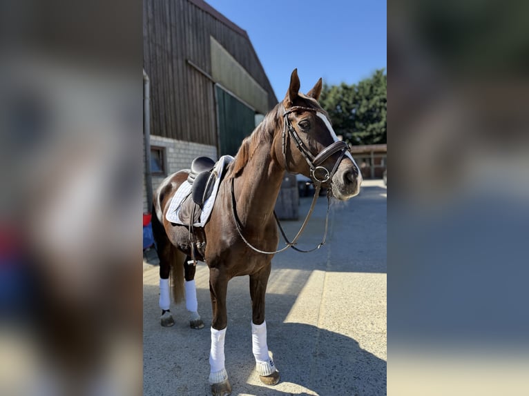 Koń reński Klacz 13 lat 166 cm Ciemnokasztanowata in Düsseldorf