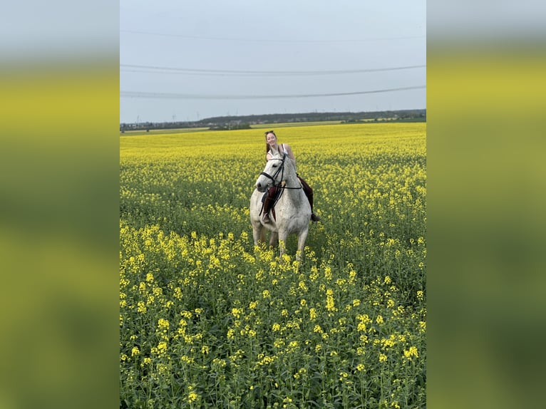 Koń reński Klacz 13 lat 169 cm Siwa w hreczce in Algermissen