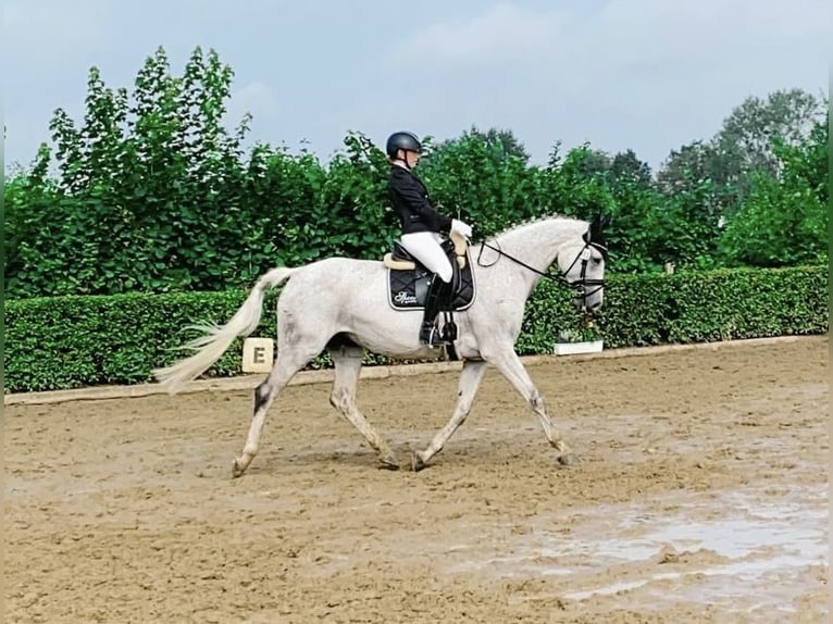 Koń reński Klacz 13 lat 169 cm Siwa w hreczce in Algermissen