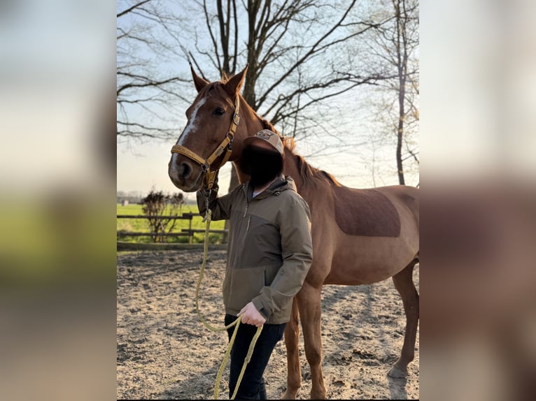 Koń reński Klacz 13 lat 172 cm Kasztanowata in Hamminkeln