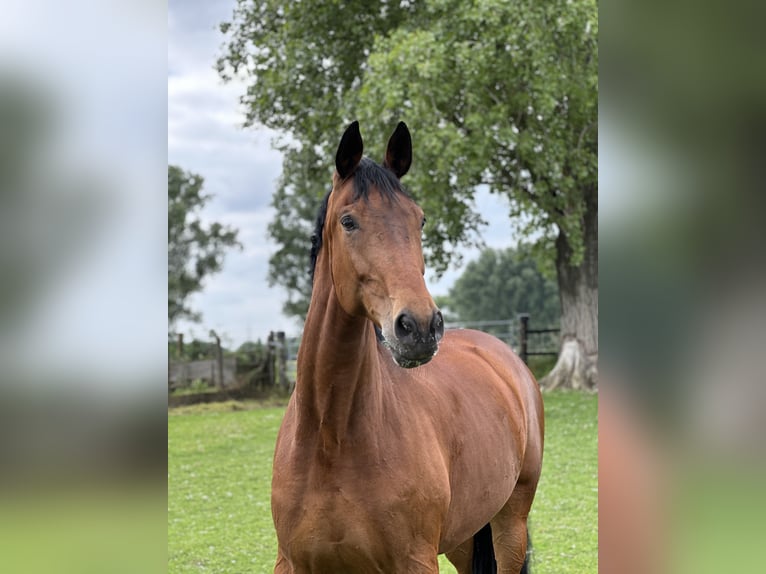 Koń reński Klacz 13 lat 180 cm Gniada in Düren