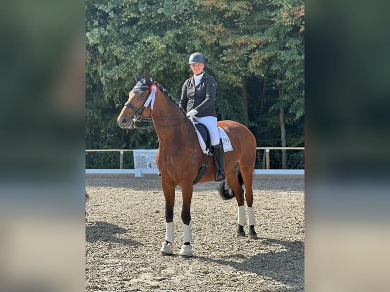 Koń reński Klacz 13 lat 180 cm Gniada in Düren