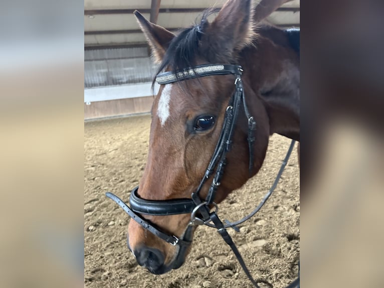 Koń reński Klacz 14 lat 162 cm Gniada in Dülmen