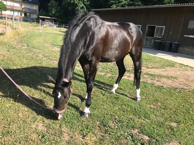 Koń reński Klacz 14 lat 163 cm Ciemnogniada in Buttenheim