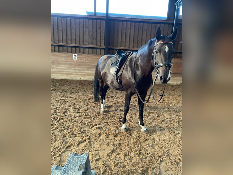 Koń reński Klacz 14 lat 163 cm Ciemnogniada in Buttenheim