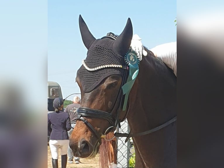 Koń reński Klacz 14 lat 164 cm Ciemnogniada in Köln