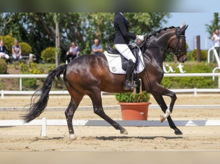 Koń reński Klacz 14 lat 164 cm Ciemnogniada in Köln