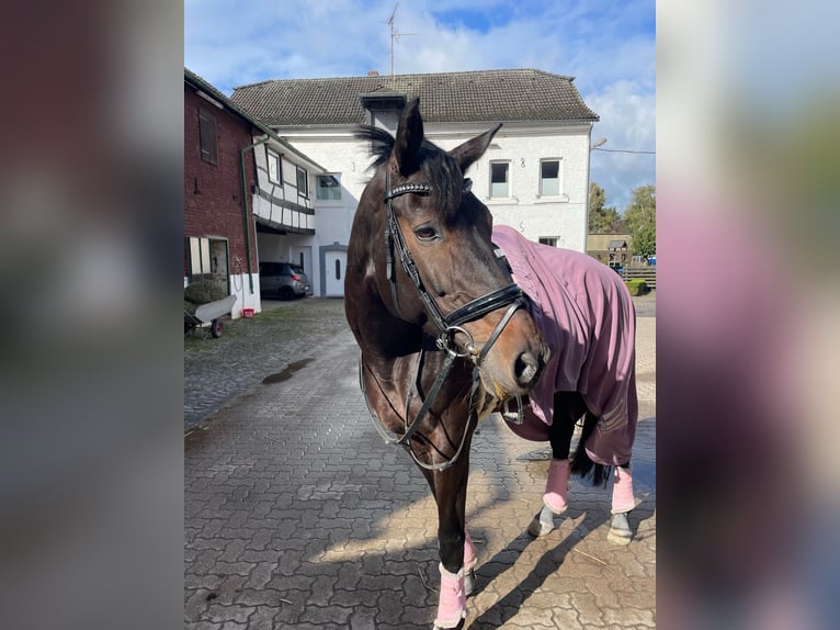 Koń reński Klacz 14 lat 164 cm Ciemnogniada in Übach-Palenberg