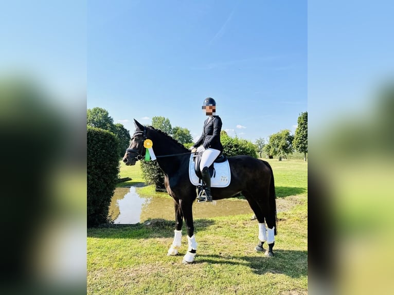 Koń reński Klacz 14 lat 164 cm Ciemnogniada in Übach-Palenberg