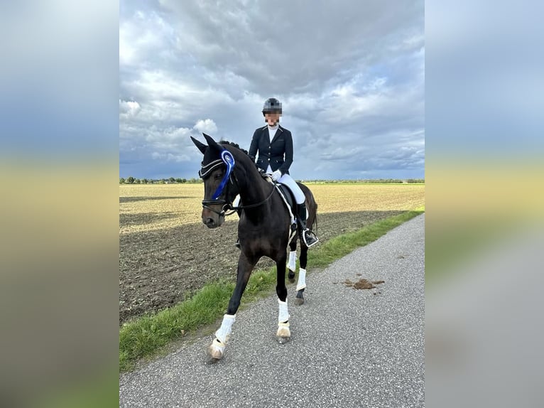 Koń reński Klacz 14 lat 164 cm Ciemnogniada in Übach-Palenberg