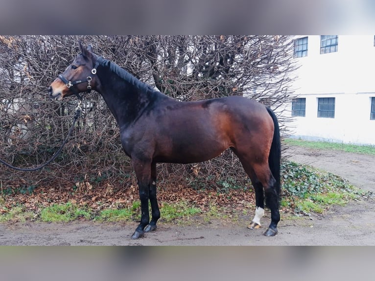 Koń reński Klacz 14 lat 165 cm Ciemnogniada in ZülpichZülpich