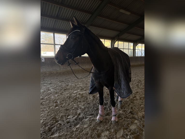 Koń reński Klacz 14 lat 165 cm Ciemnogniada in Niederzier