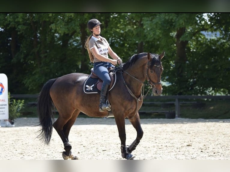 Koń reński Klacz 14 lat 166 cm Gniada in Lindlar