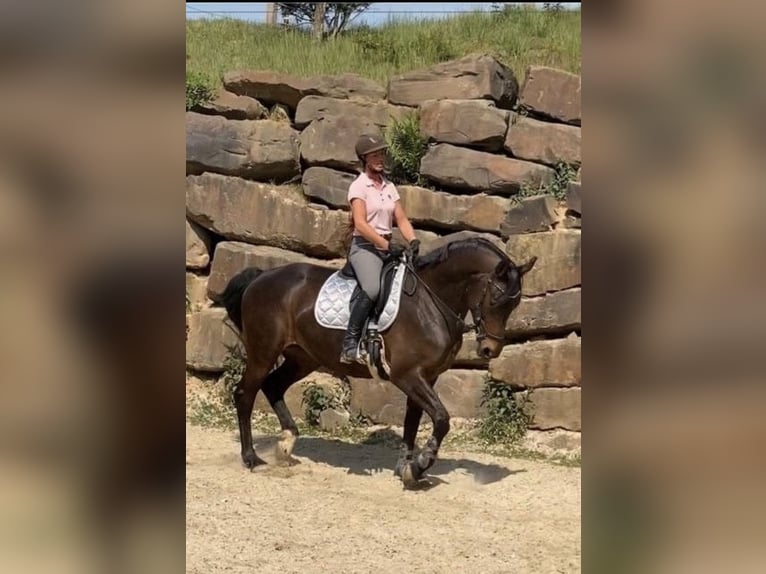 Koń reński Klacz 14 lat 166 cm Gniada in Lindlar