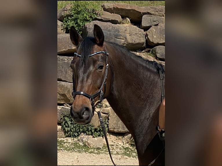 Koń reński Klacz 14 lat 166 cm Gniada in Lindlar