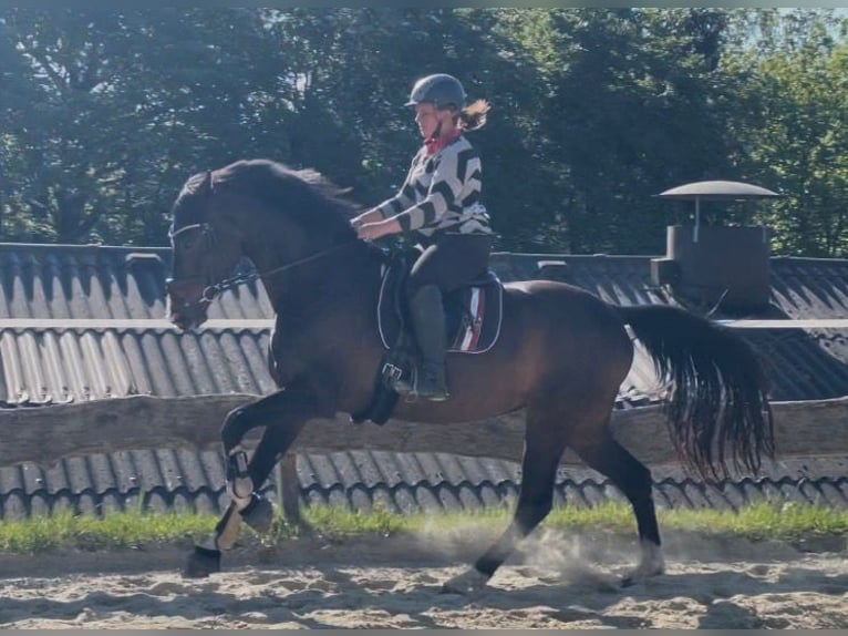 Koń reński Klacz 14 lat 167 cm Ciemnogniada in Wenden