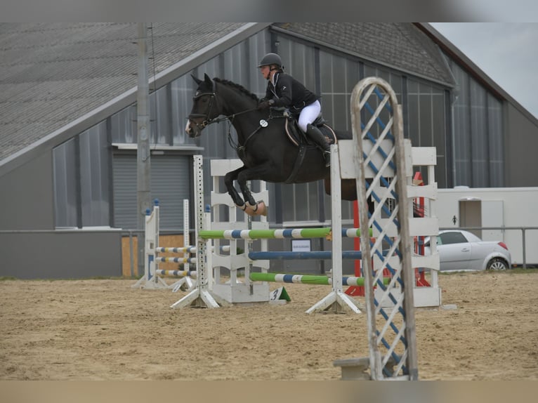 Koń reński Klacz 14 lat 167 cm Ciemnogniada in Wenden
