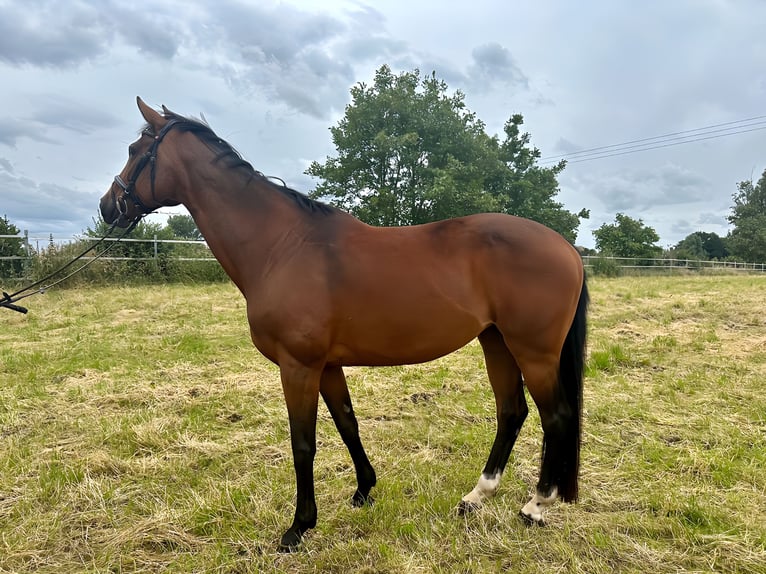 Koń reński Klacz 14 lat 167 cm Gniada in Kevelaer