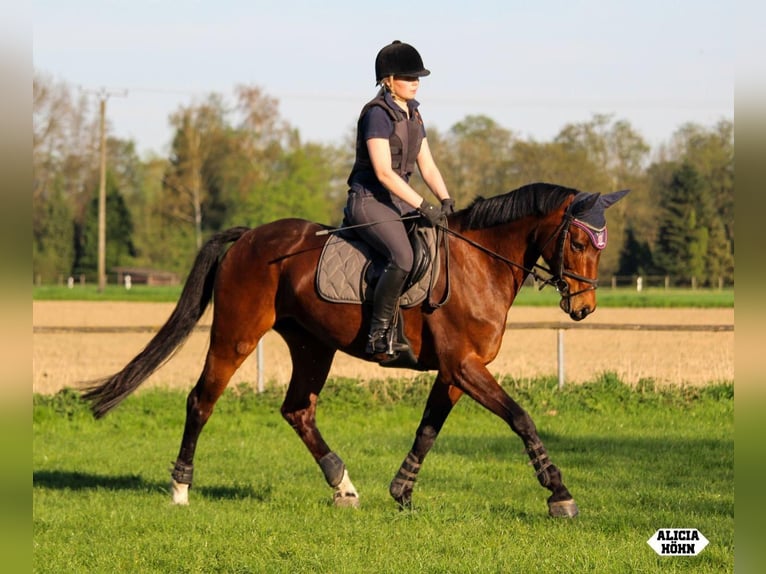 Koń reński Klacz 14 lat 167 cm Gniada in Kevelaer