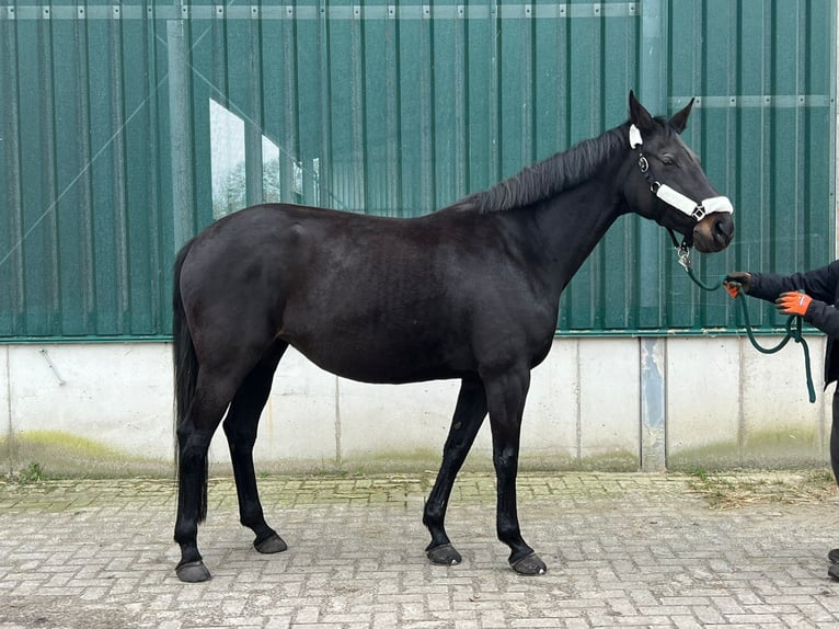Koń reński Klacz 14 lat 170 cm Ciemnogniada in Hörstel