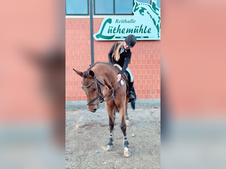 Koń reński Klacz 14 lat 170 cm Gniada in Willich