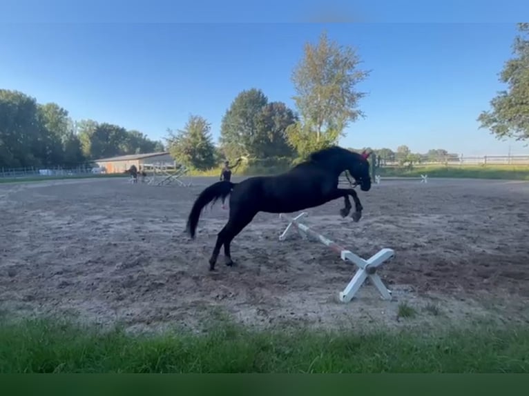 Koń reński Klacz 15 lat 155 cm Kara in Sinzheim