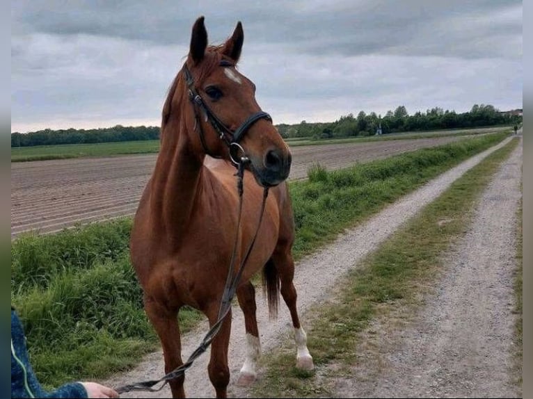 Koń reński Klacz 15 lat 155 cm Kasztanowata in Braunschweig