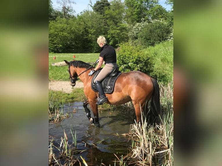 Koń reński Klacz 15 lat 163 cm Gniada in Walldorf