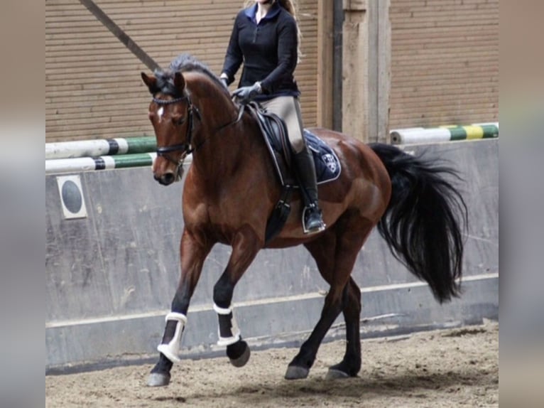 Koń reński Klacz 15 lat 164 cm Gniada in Lahnau