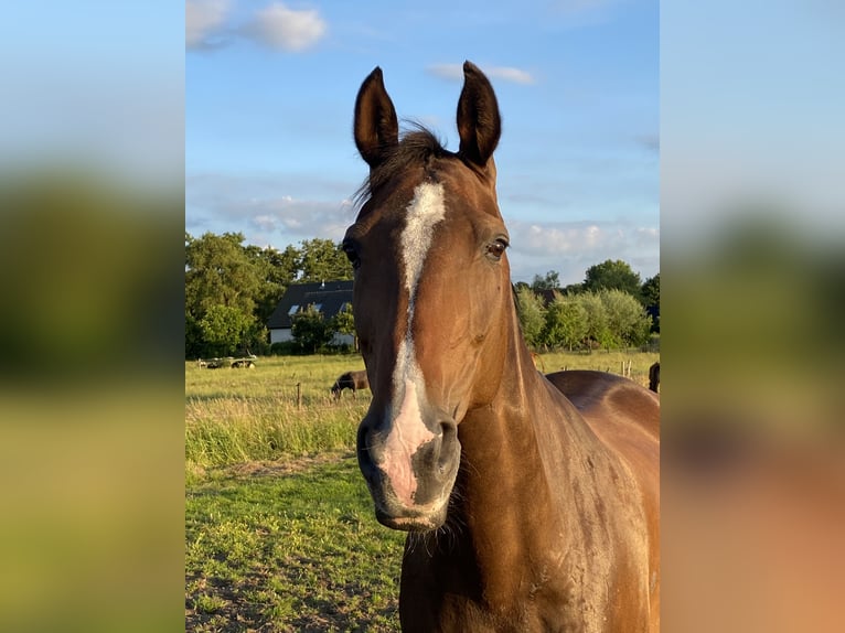 Koń reński Klacz 15 lat 167 cm Ciemnogniada in Soest