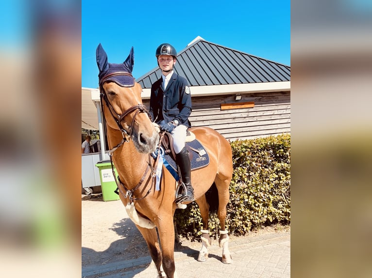 Koń reński Klacz 15 lat 172 cm Gniada in Kevelaer
