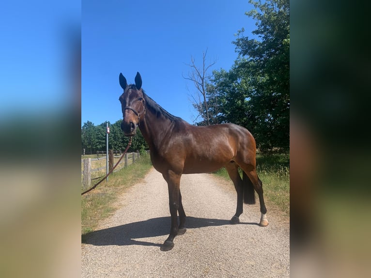 Koń reński Klacz 15 lat 174 cm Ciemnogniada in Lastrup