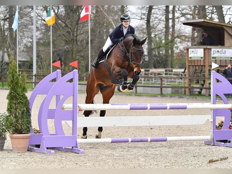 Koń reński Klacz 15 lat 174 cm Ciemnogniada in Lastrup