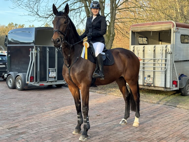 Koń reński Klacz 15 lat 174 cm Ciemnogniada in Lastrup