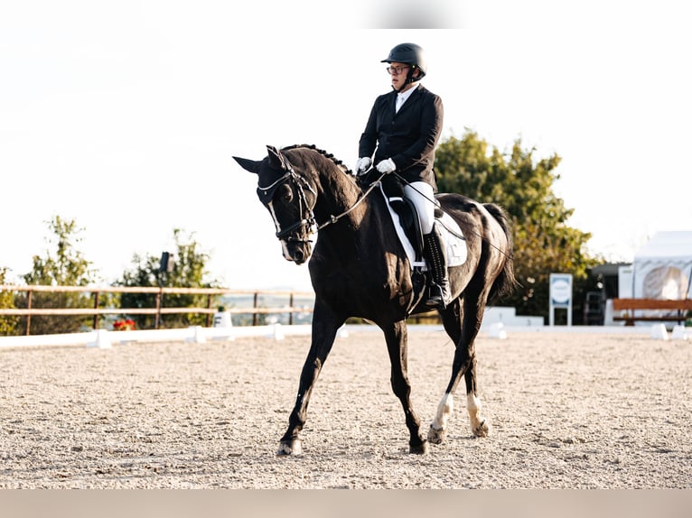Koń reński Klacz 15 lat 176 cm Skarogniada in Pellingen
