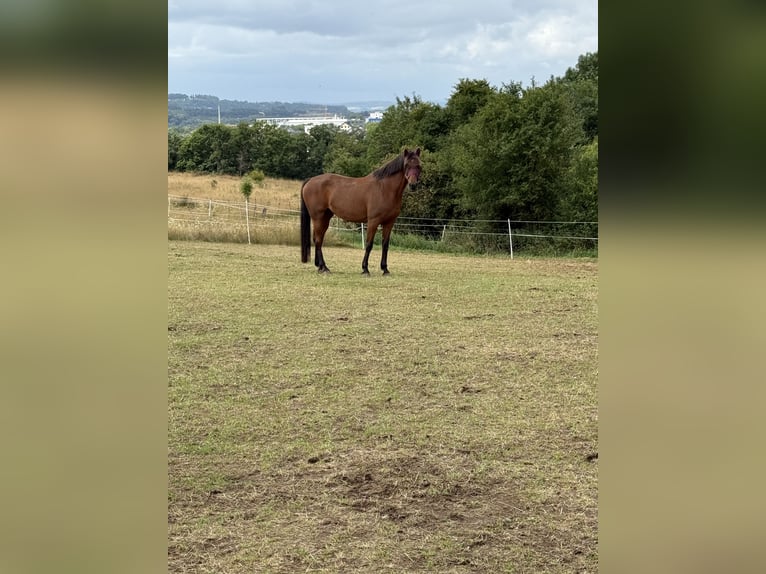 Koń reński Klacz 16 lat 164 cm Gniada in Lahnau