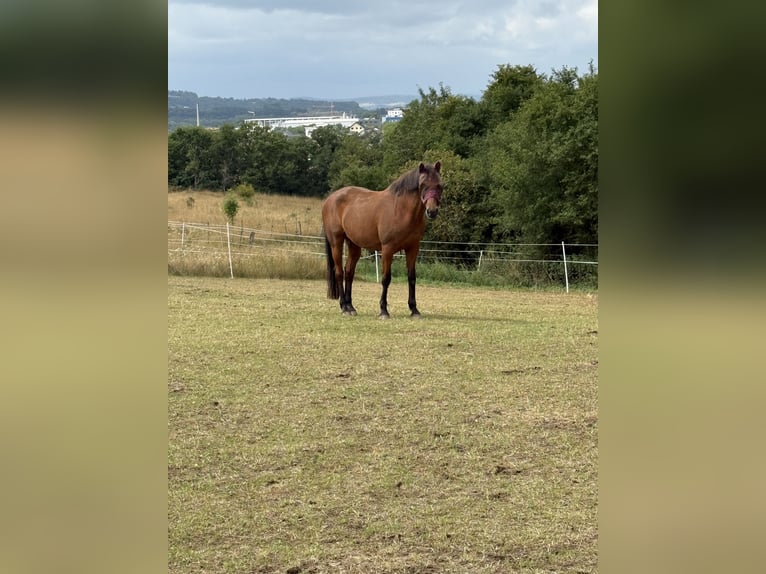 Koń reński Klacz 16 lat 164 cm Gniada in Lahnau