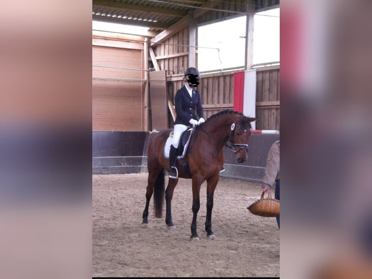 Koń reński Klacz 16 lat 164 cm Gniada in Lahnau