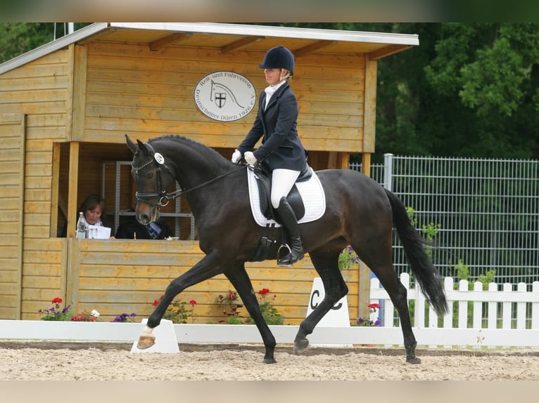 Koń reński Klacz 16 lat 165 cm Ciemnogniada in ZülpichZülpich