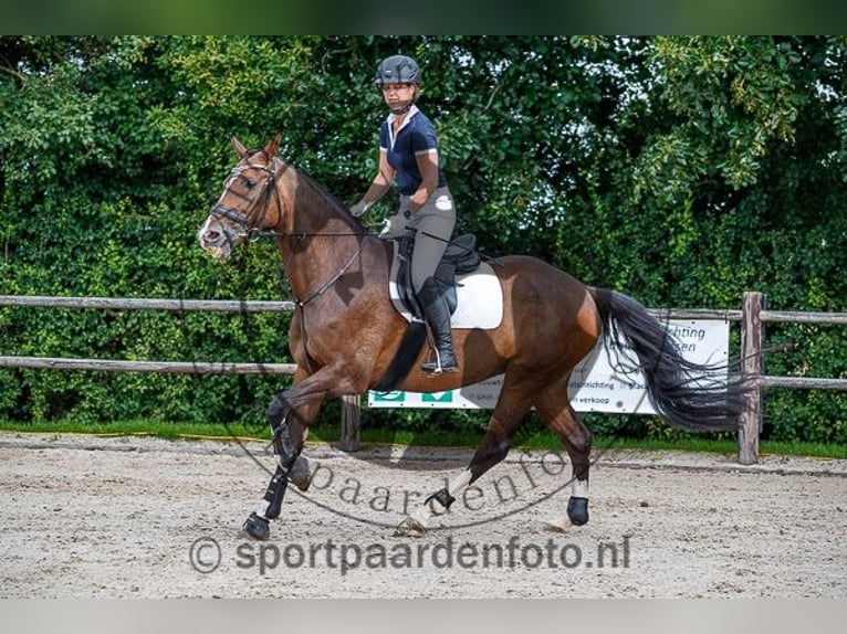 Koń reński Klacz 16 lat 167 cm Ciemnogniada in Soest