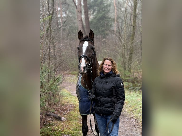 Koń reński Klacz 16 lat 167 cm Ciemnogniada in Soest