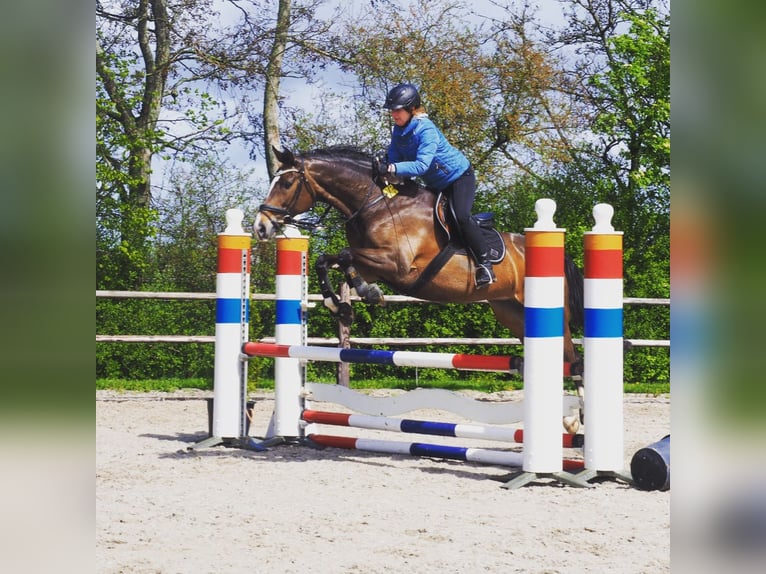 Koń reński Klacz 16 lat 167 cm Ciemnogniada in Soest