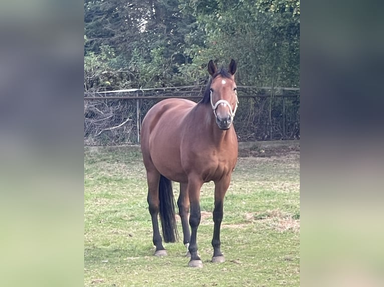 Koń reński Klacz 16 lat 167 cm Gniada in Willich