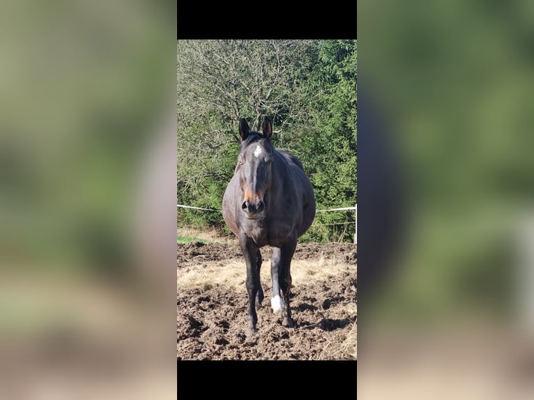 Koń reński Klacz 16 lat 168 cm Gniada in Freudenberg