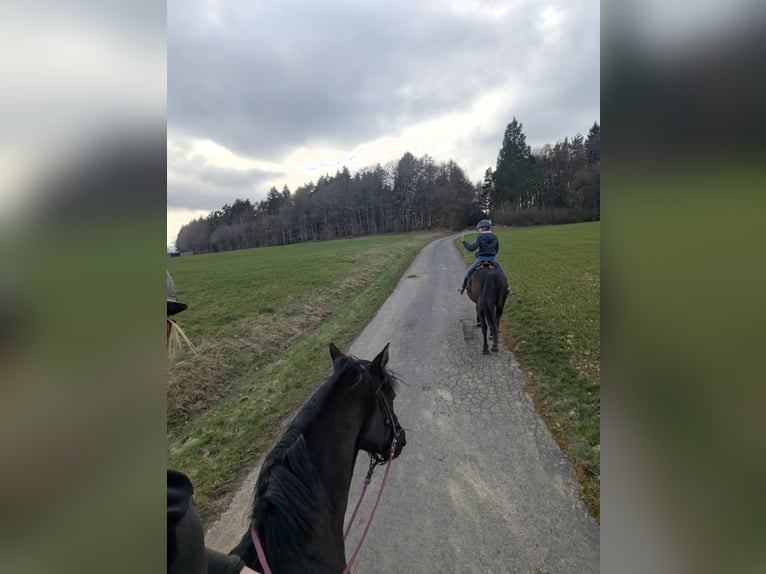 Koń reński Klacz 16 lat 169 cm Kara in Üxheim
